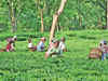 Assam government's move to regularise landholdings can improve the fortunes of small tea growers