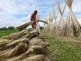Rabi pulses to compensate losses in Kharif season: Agriculture Minister
