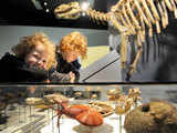 Fossils & dinosaur at Melbourne Museum's exhibition 