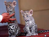 Leopard cubs in Gandhinagar