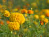 Marigold: The Mexican flower that has become a part of Indian festivals