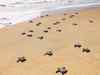 Odisha gears up for nesting season of Olive Ridley turtles