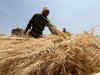 Agri-commodity: Wheat, chana, jeera fall on low demand