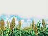 Karnataka spearheads millet cultivation revival in the country