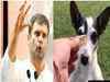 All out political war over Rahul Gandhi's new 'dog' tweet
