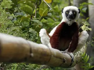 lemur-ed