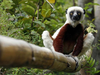 Climate change may slowly starve bamboo lemurs: Study