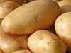 Potato prices decline on reduced offtake