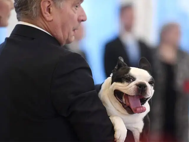 Here Are Some Of The World s Most Powerful Pets Pawsome Pets The 