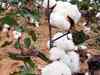 Cotton traders wait for price to fall