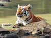 Tadoba's Andhari Tiger Reserve: A big delight for nature enthusiasts