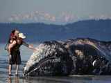 Gray whale beached in Washington