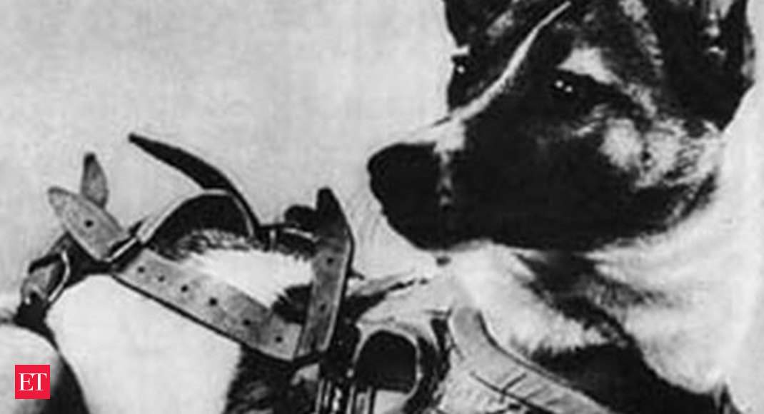 Dog: Touching story of Laika the stray dog which became the world's first  cosmonaut - Training the dogs | The Economic Times