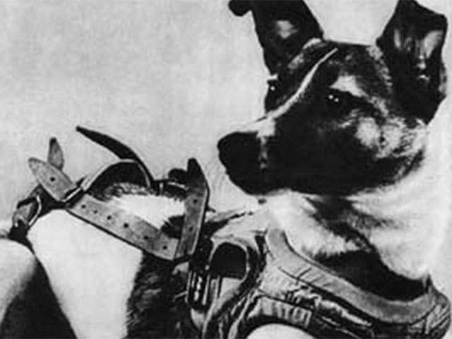 Dog: Touching Story Of Laika The Stray Dog Which Became The World'S First  Cosmonaut - Training The Dogs | The Economic Times