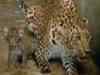 Six held with leopard skins in Uttarakhand