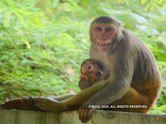 Sterilisation drive for Simians