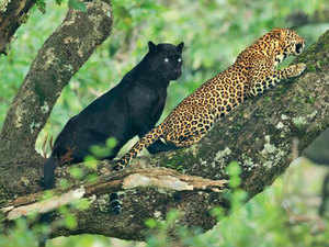 Panther,-leopard