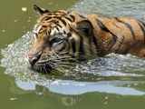 13 'tiger-range countries' draw rescue declaration in Bali