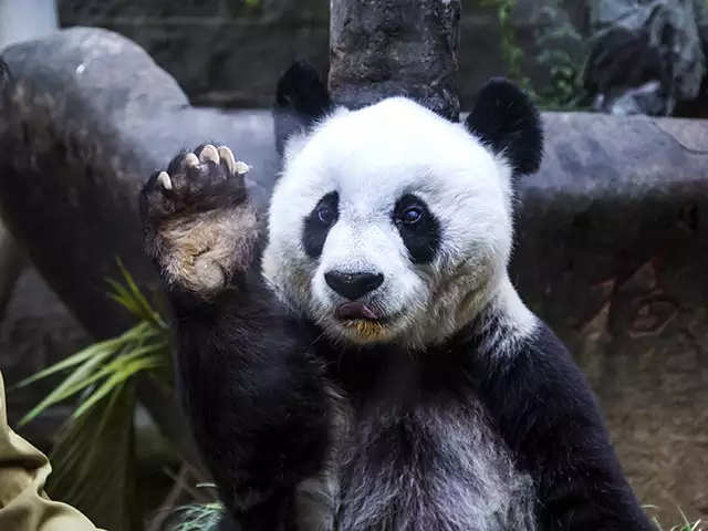 Pick The Panda-Fun At WWF
