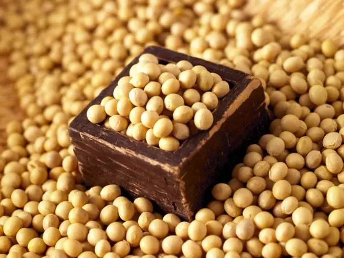 Image result for soyabean