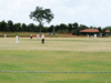 NCR farmers reap gold with cricket