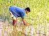 Government lowers rice output estimate for 2010