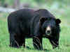Killing of bear: Wildlife activist files plea for FIR