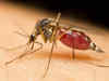 Can gene-editing of mosquitoes end dengue, malaria?