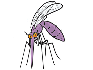 Mosquitoes Eliminating A Species Of Mosquitoes That Cause Dengue Is Possible But Regulations