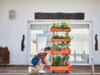 Now, grow vegetables in your living room with this self-watering modular farm