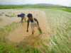 Bengal rice farmers see a bright spot in Africa