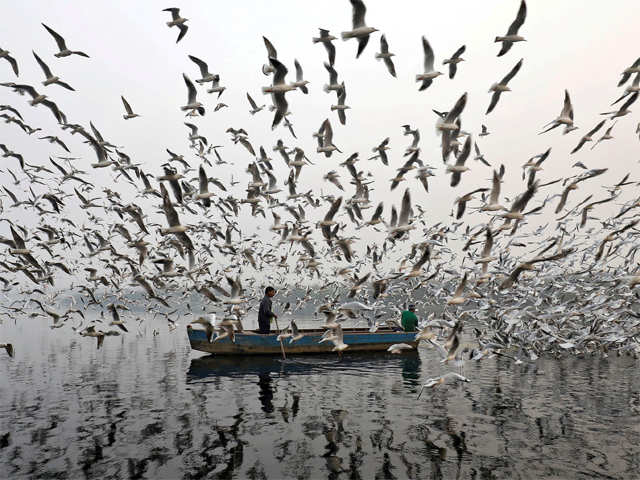 Men feed seagulls