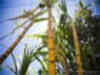 TN's SAP for sugarcane irks mills