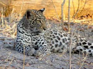 snow leopard