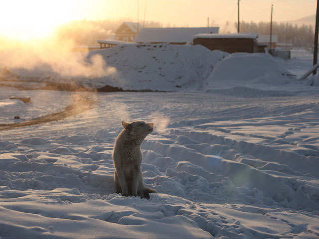 source-of-livelihood-at-50c-life-is-normal-at-the-coldest-inhabited