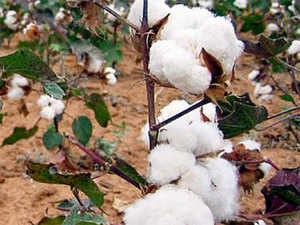Cotton-bccl