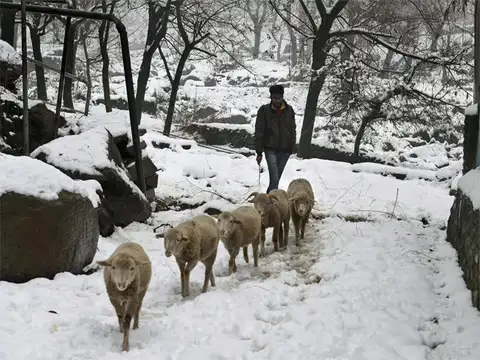 Boy tending to his flock of sheep