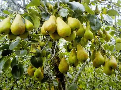 Pears
