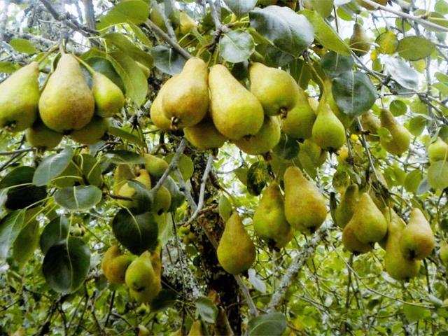 Pears