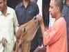 Watch: Yogi govt wants 'cow safaris' in Uttar Pradesh