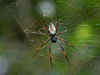 New spider species named after Bob Marley