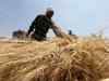 India predicted to cross 100 mt mark in wheat output