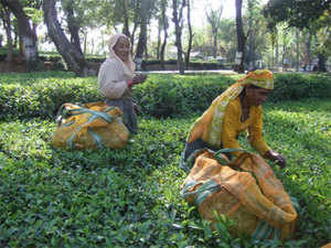 tea-garden