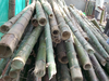 Bamboo not a tree: Parliament passes bill amending Forest Act