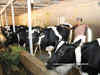 Government to strengthen dairy infra to improve farmer income