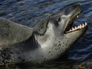 fur seal