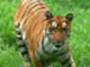 Nepal has 155 adult tigers, 5% of world population