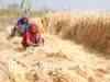 Wheat prices snap losses on firm global cues