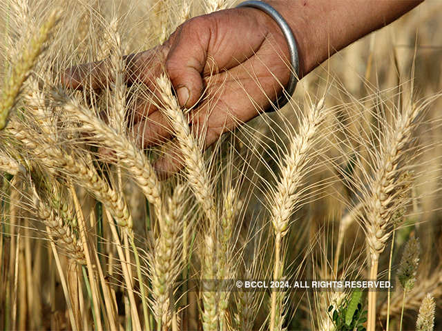 Six generations of wheat in a year