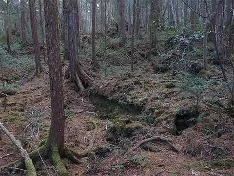 What is suicide forest?